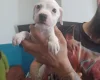 Staffordshire Bull Terrier