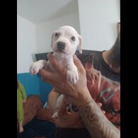 Staffordshire Bull Terrier