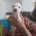 Staffordshire Bull Terrier