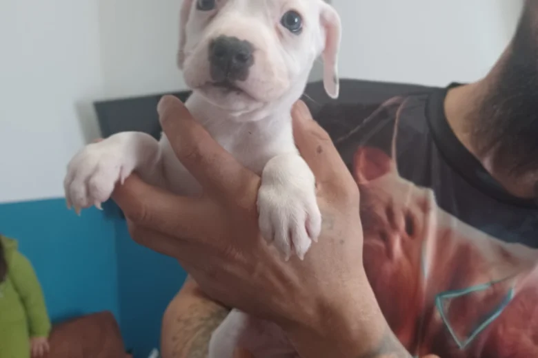Staffordshire Bull Terrier