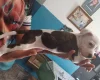 Staffordshire Bull Terrier