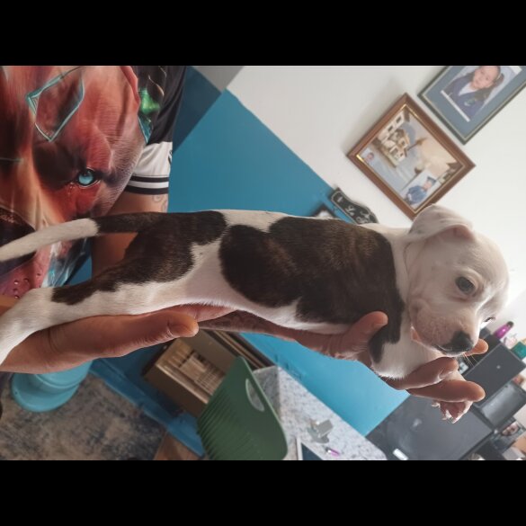 Staffordshire Bull Terrier