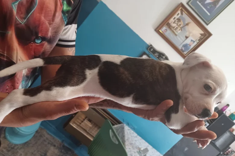Staffordshire Bull Terrier