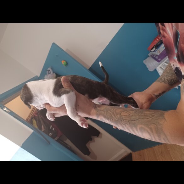 Staffordshire Bull Terrier