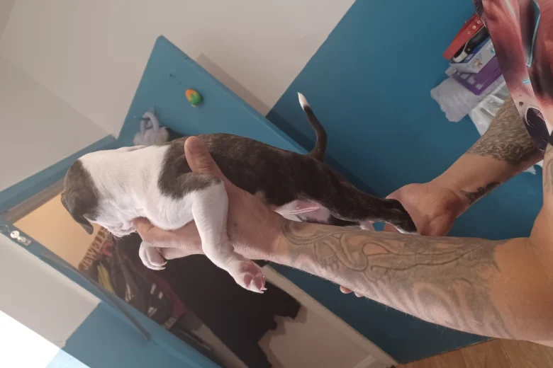 Staffordshire Bull Terrier