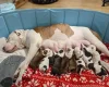 Staffordshire Bull Terrier
