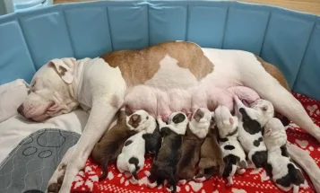 Staffordshire Bull Terrier