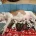 Staffordshire Bull Terrier