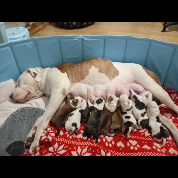 Staffordshire Bull Terrier