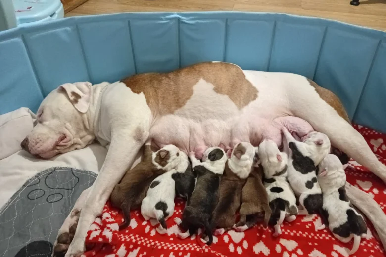 Staffordshire Bull Terrier