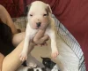 Staffordshire Bull Terrier