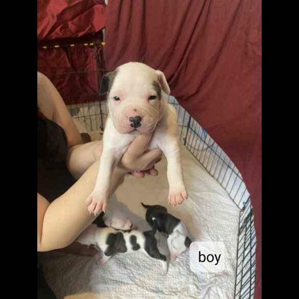 Staffordshire Bull Terrier