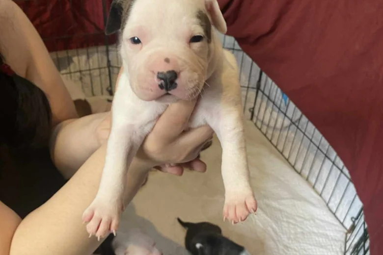 Staffordshire Bull Terrier