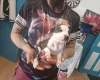 Staffordshire Bull Terrier