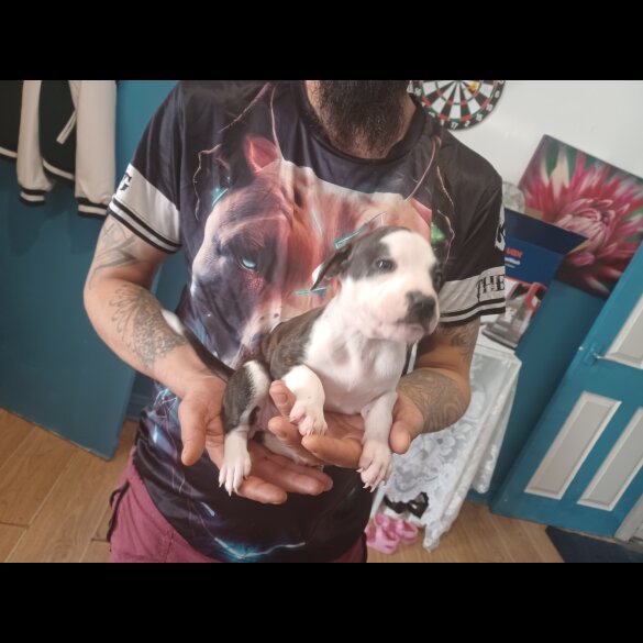 Staffordshire Bull Terrier