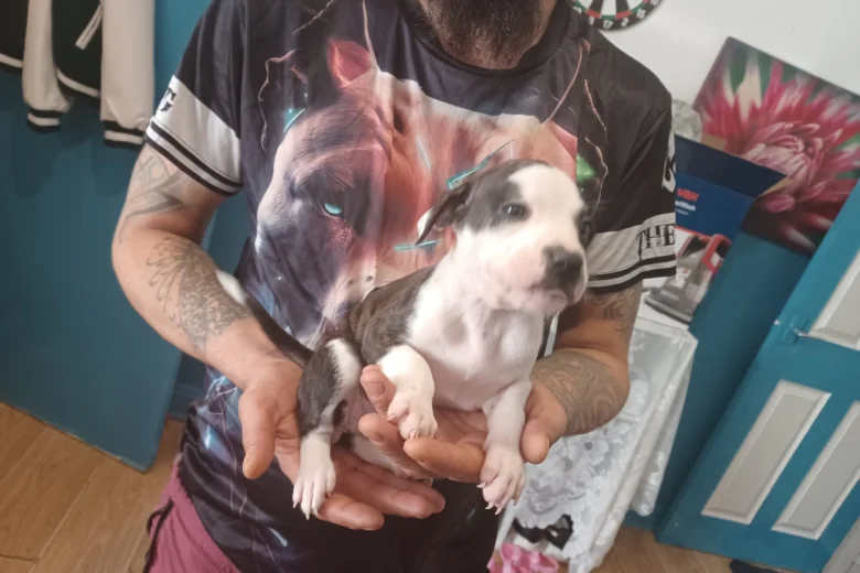 Staffordshire Bull Terrier