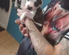 Staffordshire Bull Terrier