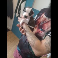 Staffordshire Bull Terrier