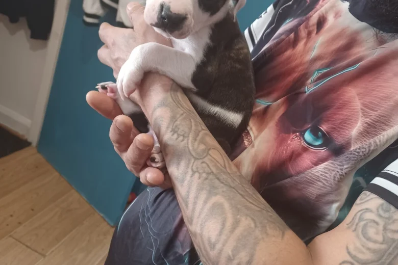 Staffordshire Bull Terrier