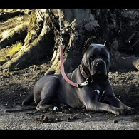 Cane Corso