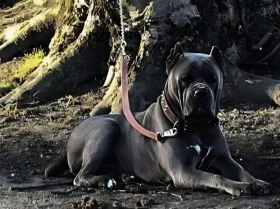 Cane Corso