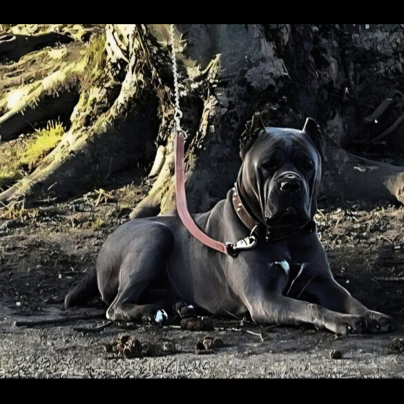 Cane Corso