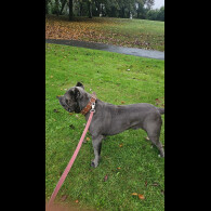 Cane Corso