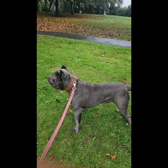 Cane Corso