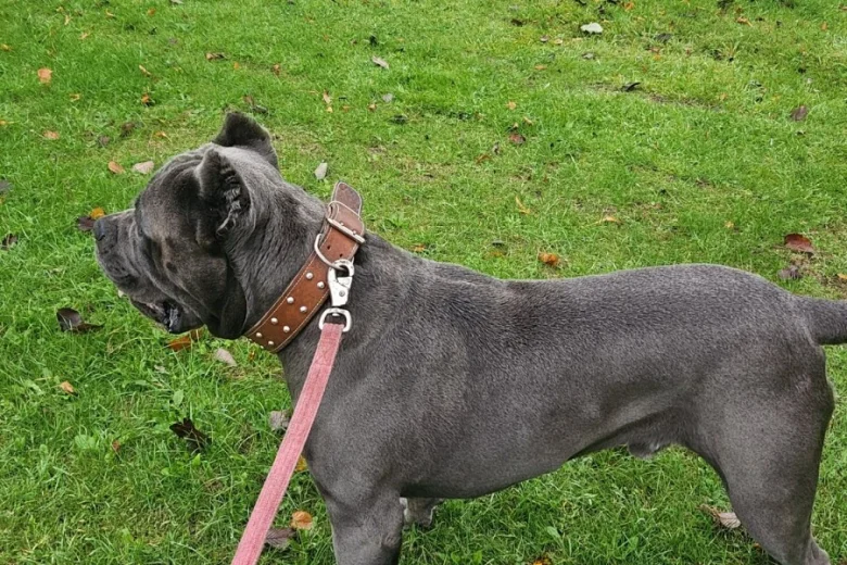 Cane Corso