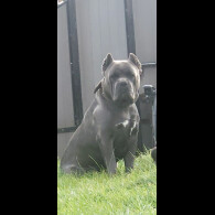 Cane Corso