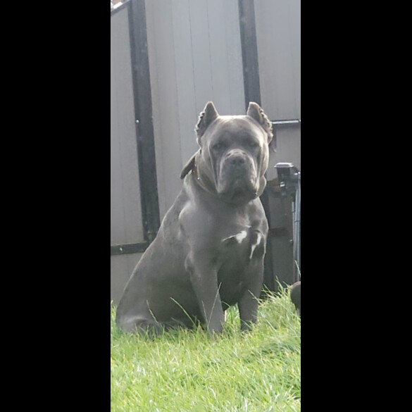 Cane Corso