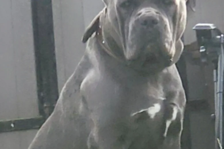 Cane Corso