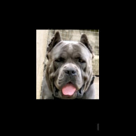 Cane Corso