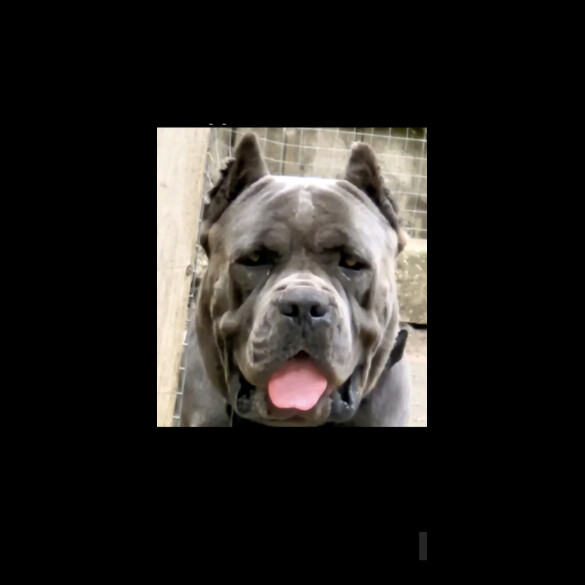 Cane Corso