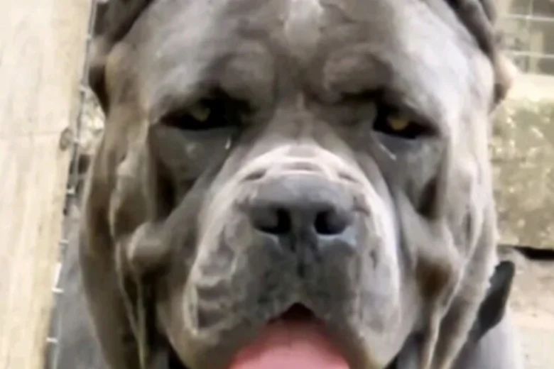 Cane Corso