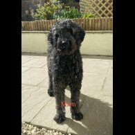 Labradoodle