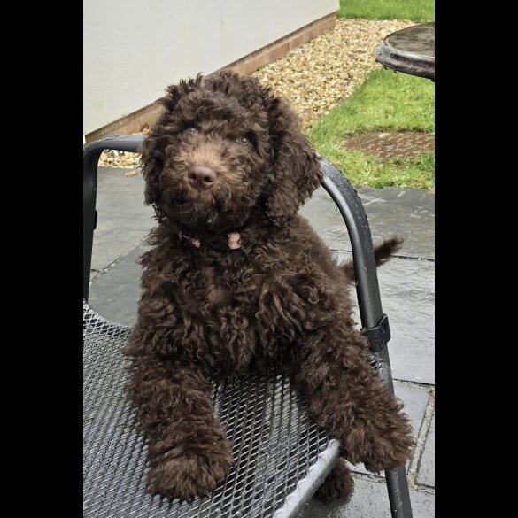 Labradoodle