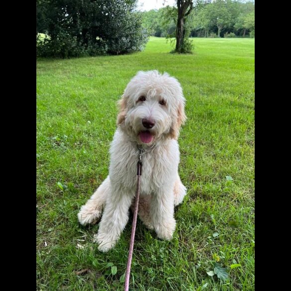 Labradoodle