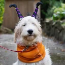 Labradoodle