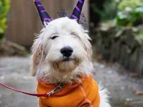 Labradoodle