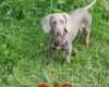 Dachshund (Miniature Smooth Haired)