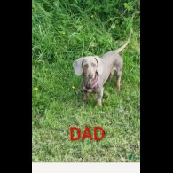 Dachshund (Miniature Smooth Haired)