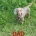 Dachshund (Miniature Smooth Haired)