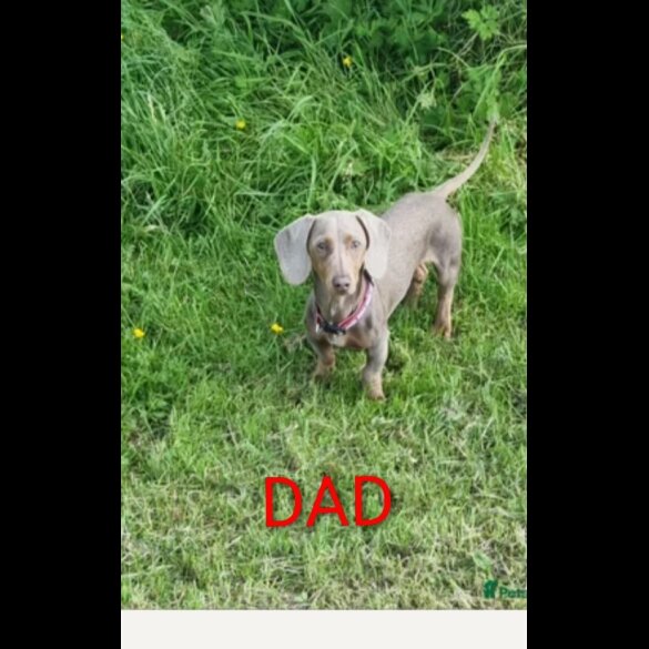 Dachshund (Miniature Smooth Haired)