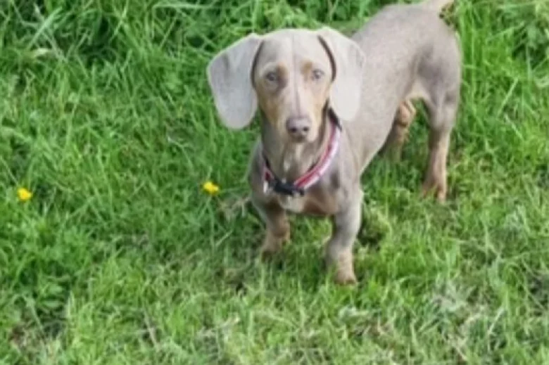Dachshund (Miniature Smooth Haired)
