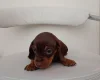 Dachshund (Miniature Smooth Haired)