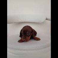 Dachshund (Miniature Smooth Haired)