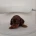 Dachshund (Miniature Smooth Haired)