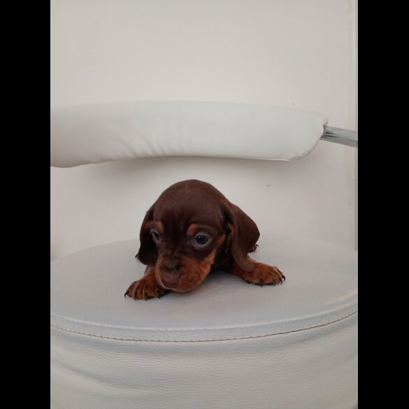 Dachshund (Miniature Smooth Haired)