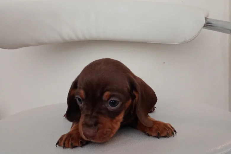 Dachshund (Miniature Smooth Haired)